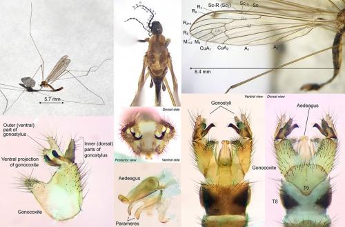 Atypophthalmus inustus